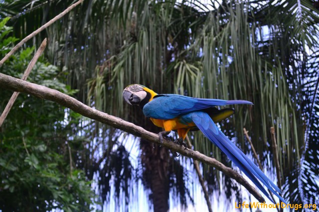 Парк птиц на Бали