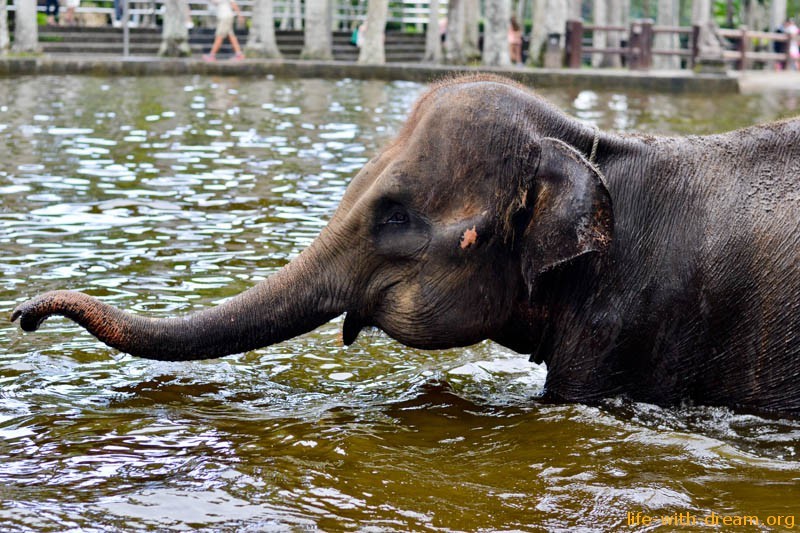 elephant-safari-park-Как улыбаются слоны на Бали