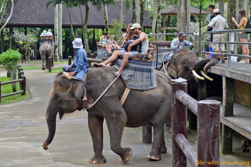 elephant-safari-park-3814
