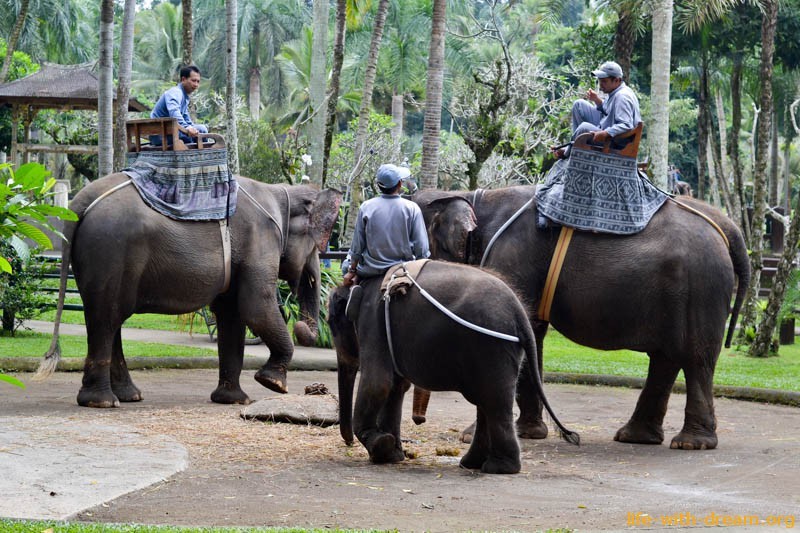 elephant-safari-park-3889