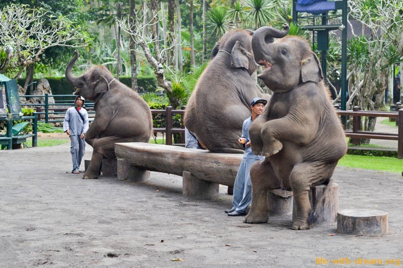 elephant-safari-park-4035