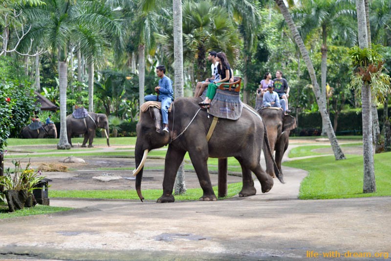 Как улыбаются слоны на Бали