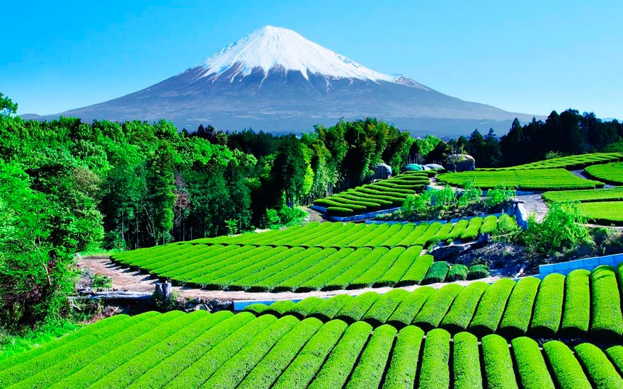 Япония: самые красивые места Japan Чайный сад с видом на гору Фудзи