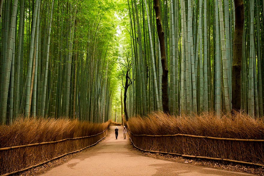 Япония: самые красивые места Japan Бамбуковая ро