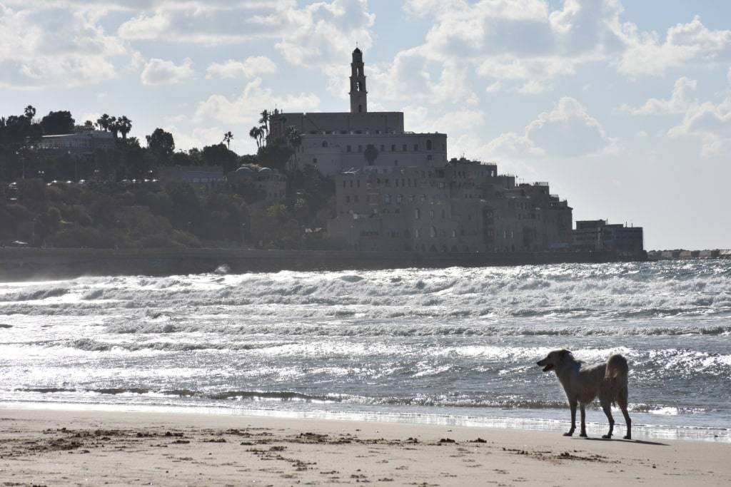 more-tel-aviv-dostoprimechatelnosti