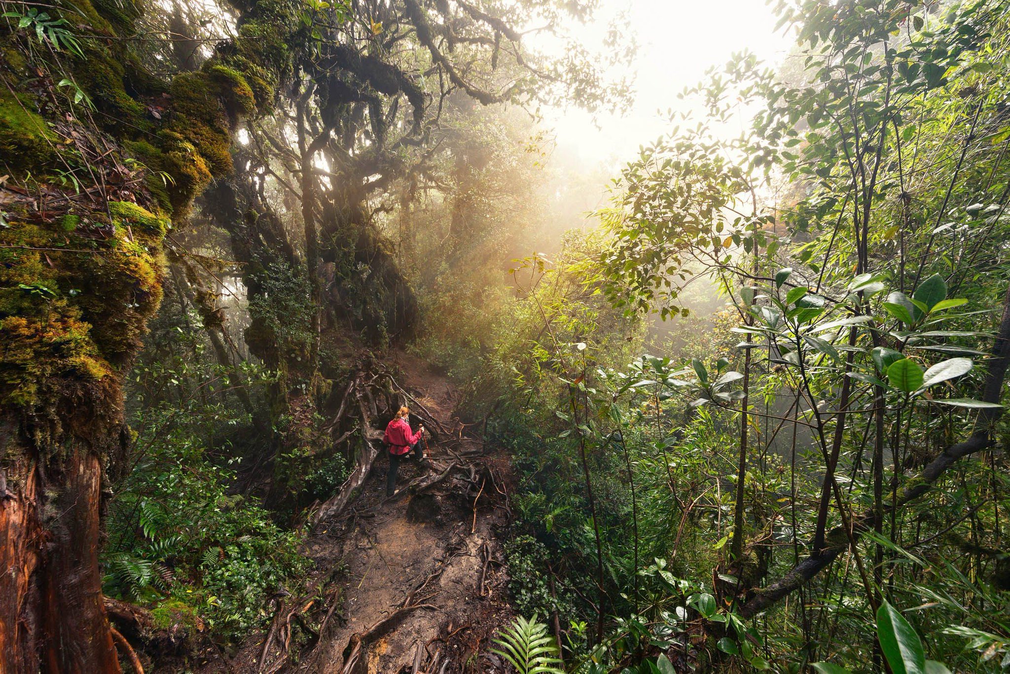 тропические леса центральной африки. сельва тропики. лианы в джунглях. почему джунгли. джунгли индии киплинга.