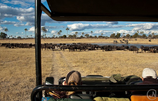 top10-safari-natsionalnyy-park-hvange-1