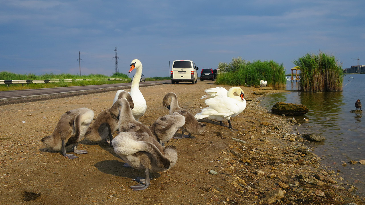 Лебеди чистят перышки после дождя у Евпатории