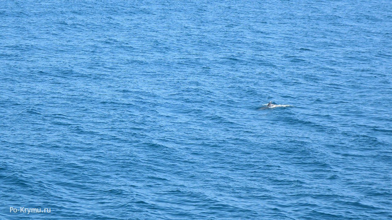 Дельфин в голубых волнах у Алупки
