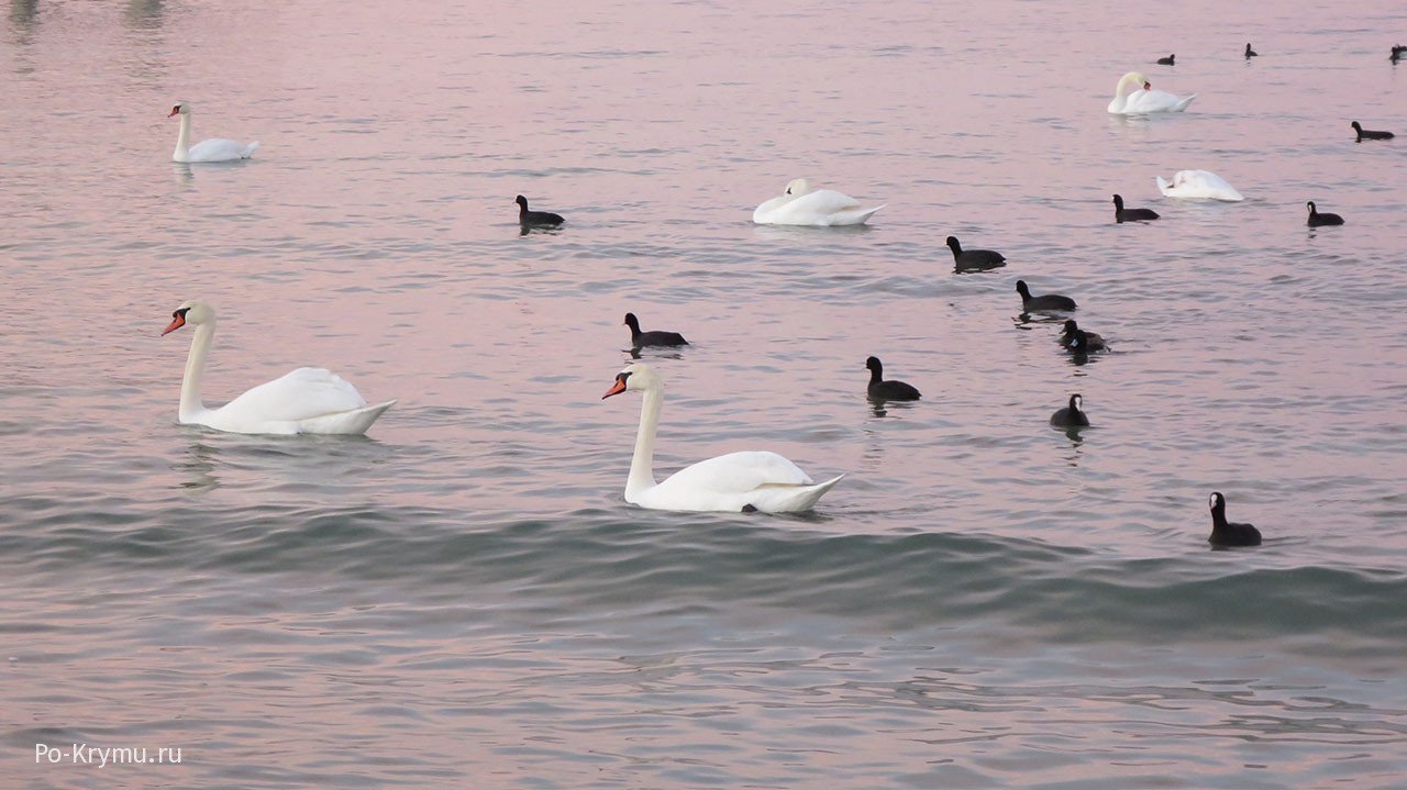 Лебеди ежегодно зимуют в бухтах Севастополя