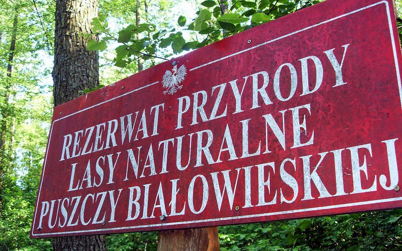 Беловежская пуща в Польше