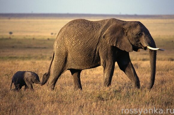 ЮНЕСКО Слоны