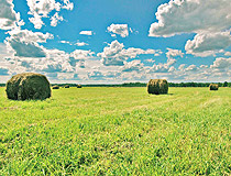 Leningrad region field