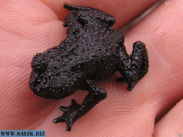 Маленькая черная жаба, плато Рорайма.