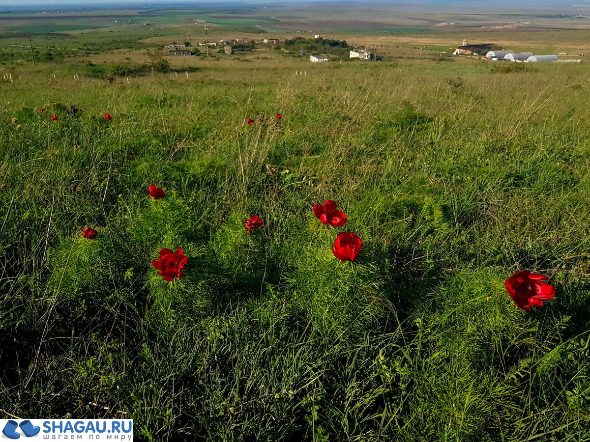 Дикие пионы в Крыму