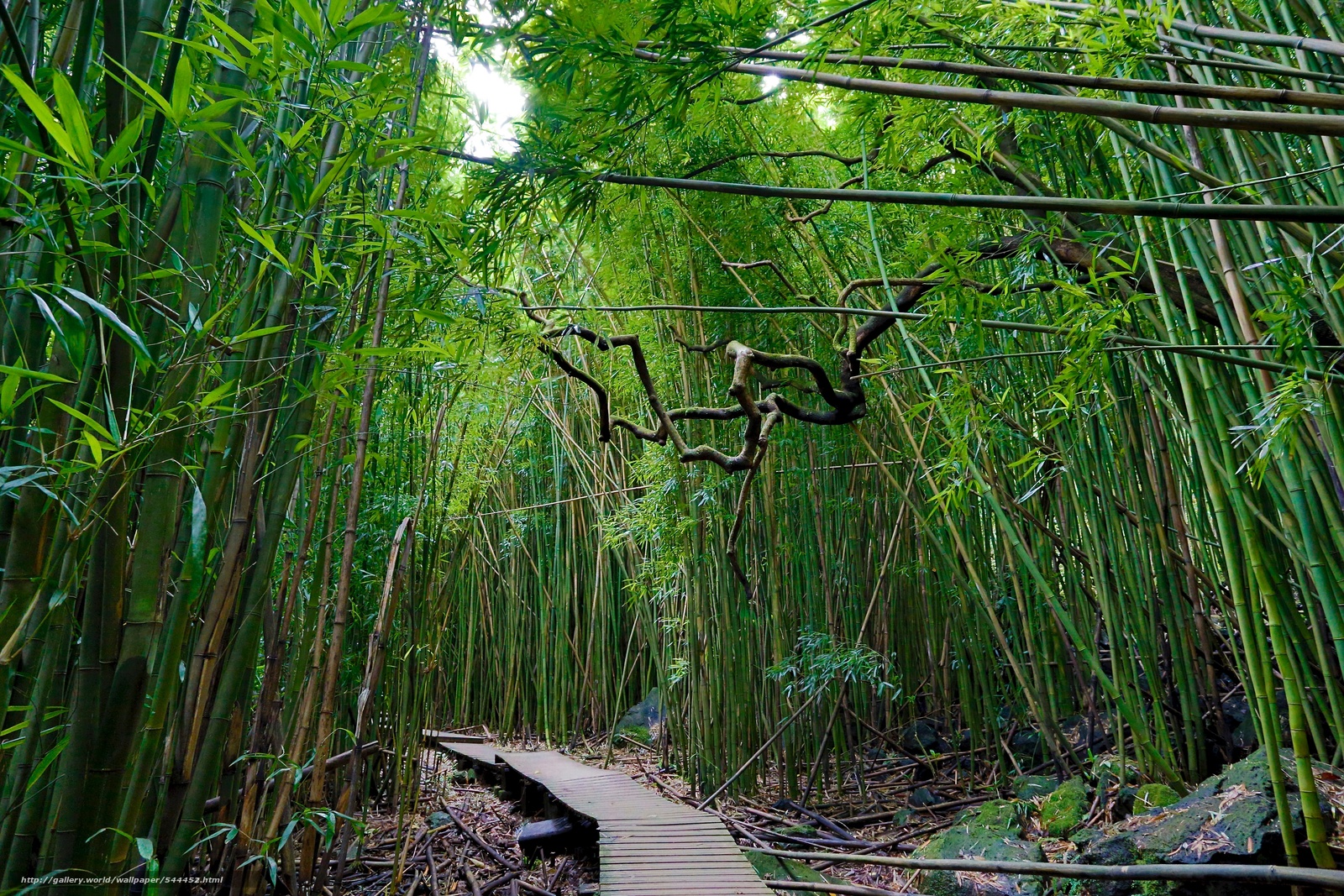 Джунгли новороссийск. Бамбук лес Вьетнам. Бамбук в Южной Америке. Убуд Бали бамбуковые домики. Лианы и бамбук.