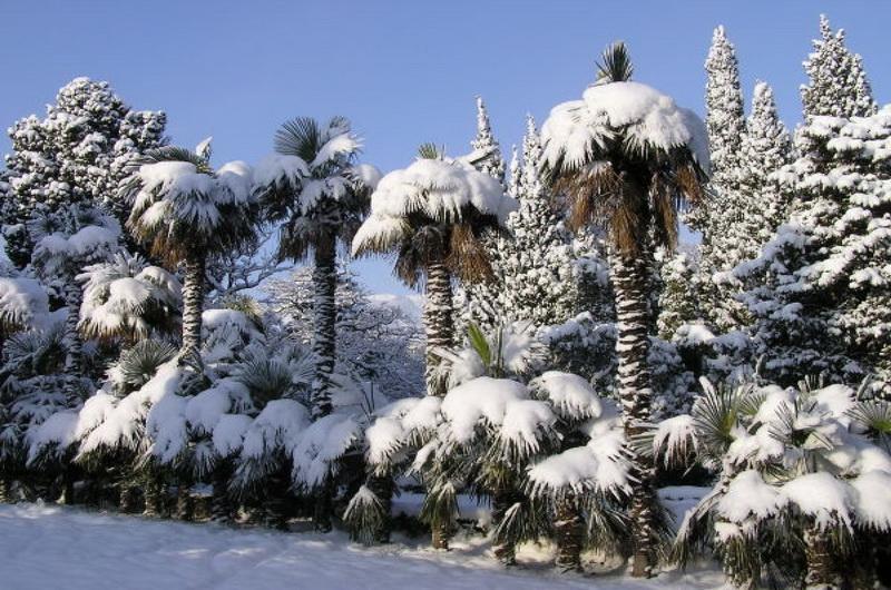 Никитский ботанический сад зимой