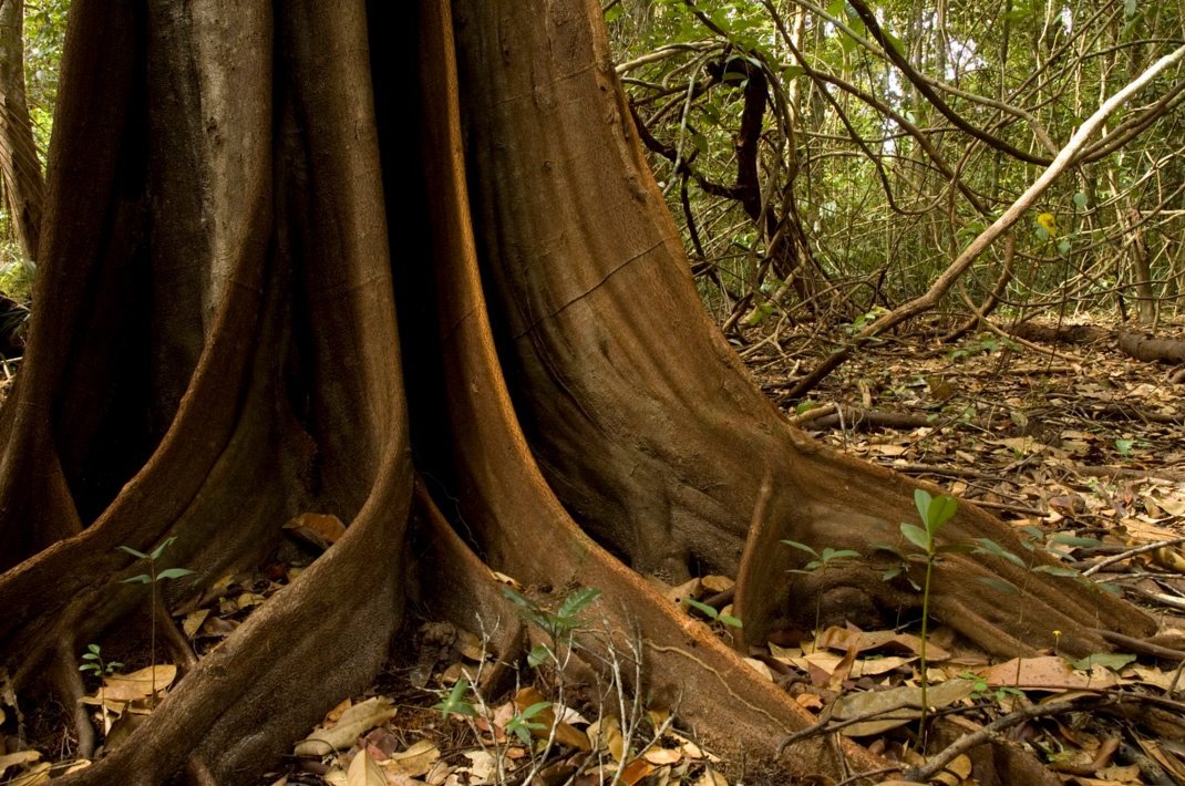 Воздушные корни дерева в Национальном парке Жау