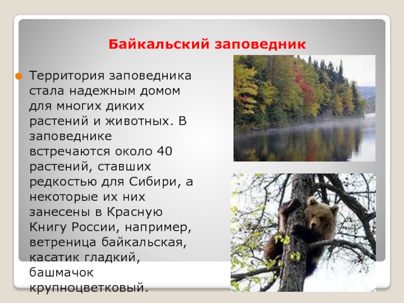 Сообщение о заповеднике. Доклад о заповеднике. Байкальский заповедник доклад. Сообщение о заповеднике России. Сообщение о заповеднике 3 класс.