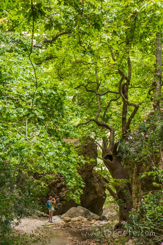 Ущелье Патсос (Patsos Gorge, Φαράγγι Πατσού)