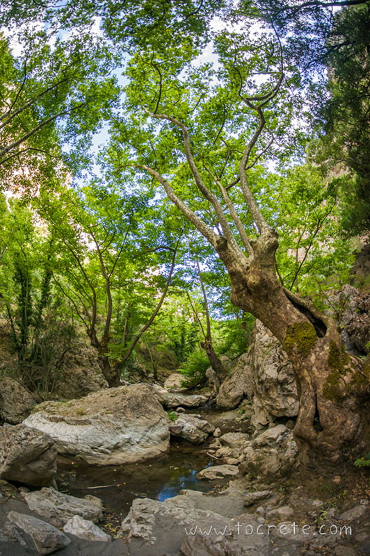 Ущелье Патсос (Patsos Gorge, Φαράγγι Πατσού)