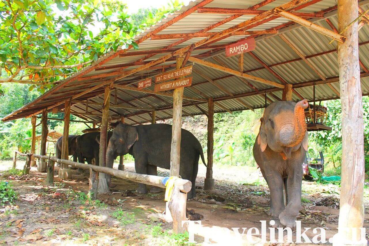 Слоновья ферма Elephant Camp на Клонг Прао (Ко Чанг)