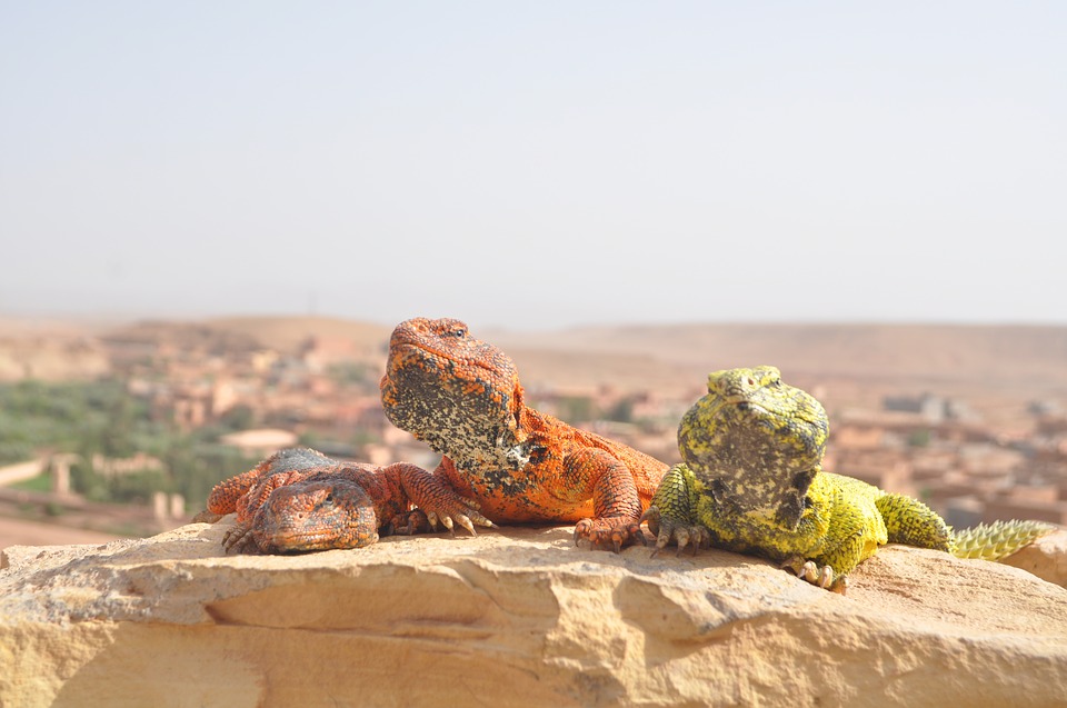 Цветные обитатели пустыни вызывают неизменный восторг туристов