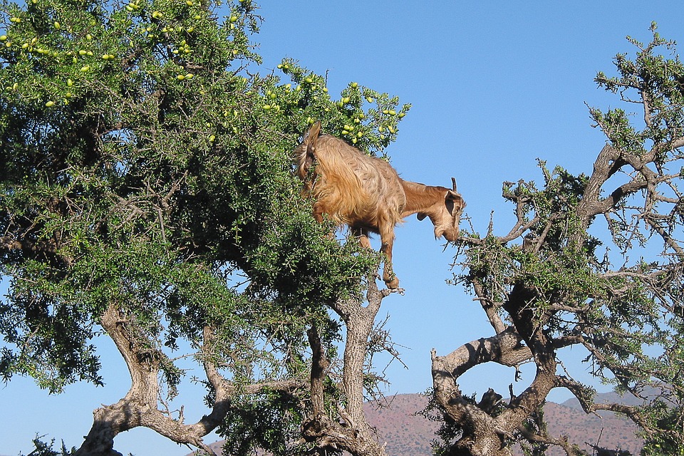 Коза на аргановом дереве иногда кажется миражом