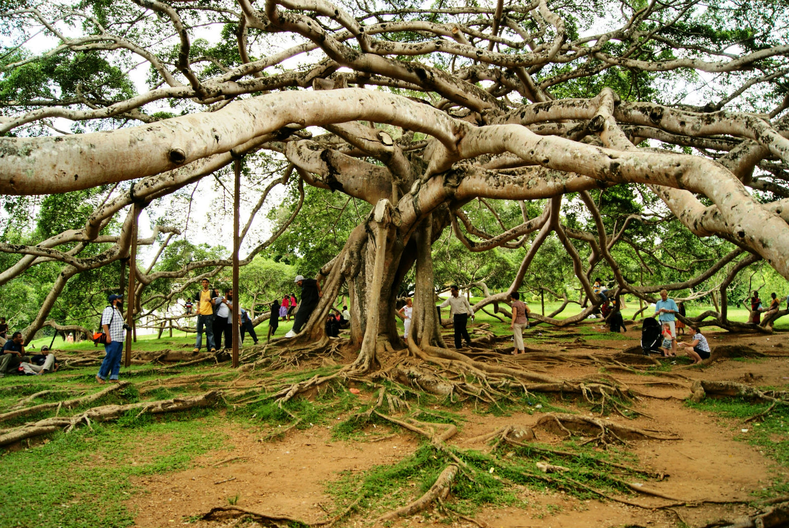 Одно из самых удивительных деревьев на земле в Королевском ботаническом саду Шри-Ланки.