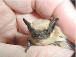 Western pipistrelle.jpg