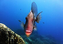 Ponta de São Lourenço on Wikipedia
