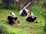 Chengdu-pandas-d10.jpg