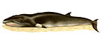 Balaenoptera-acutorostrata.jpg