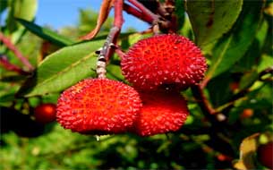 национальный парк pollino фото италия