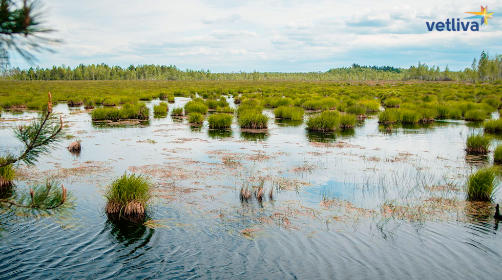 Природа Белоруссии: болота