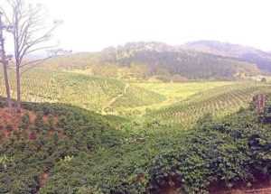 Кофейные плантации во Вьетнаме