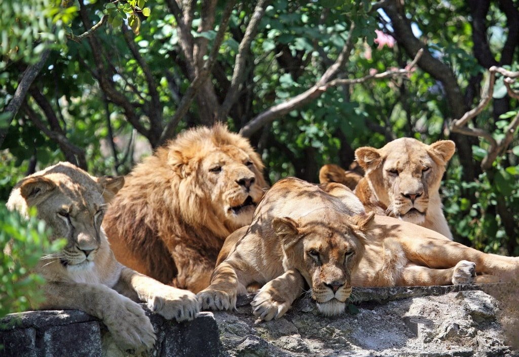 Парк львов «Тайган»
