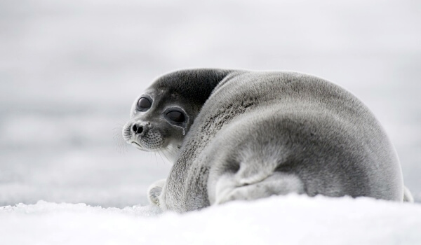 Фото: Байкальская нерпа тюлень