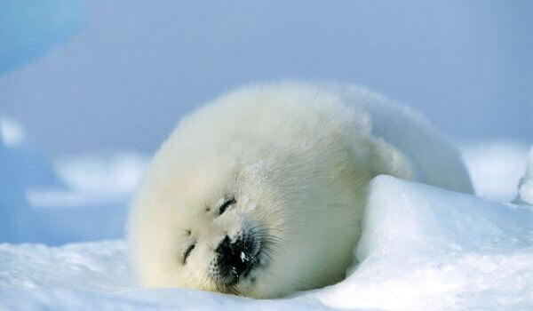 Фото: Каспийский тюлень