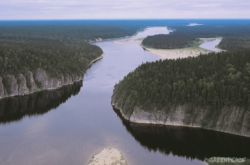 Фото 3. Девственные леса Коми Россия.jpg