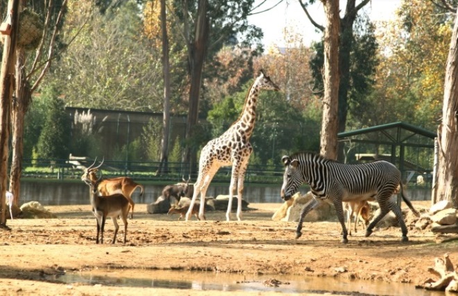 Зоопарк Santo Inacio
