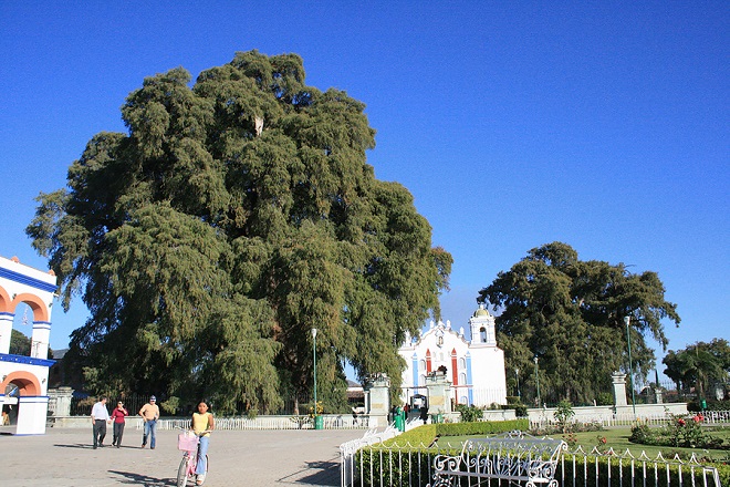 Дерево Туле