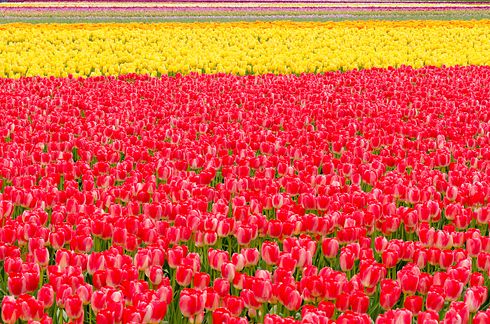 Поля тюльпанов долины Скагит, Вашингтон 2