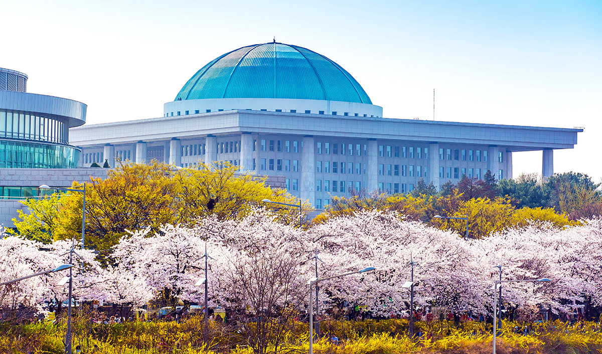 Лучшее время для поездки в Сеул — Цветение вишни в парке Ёидо (Yeouido Park)