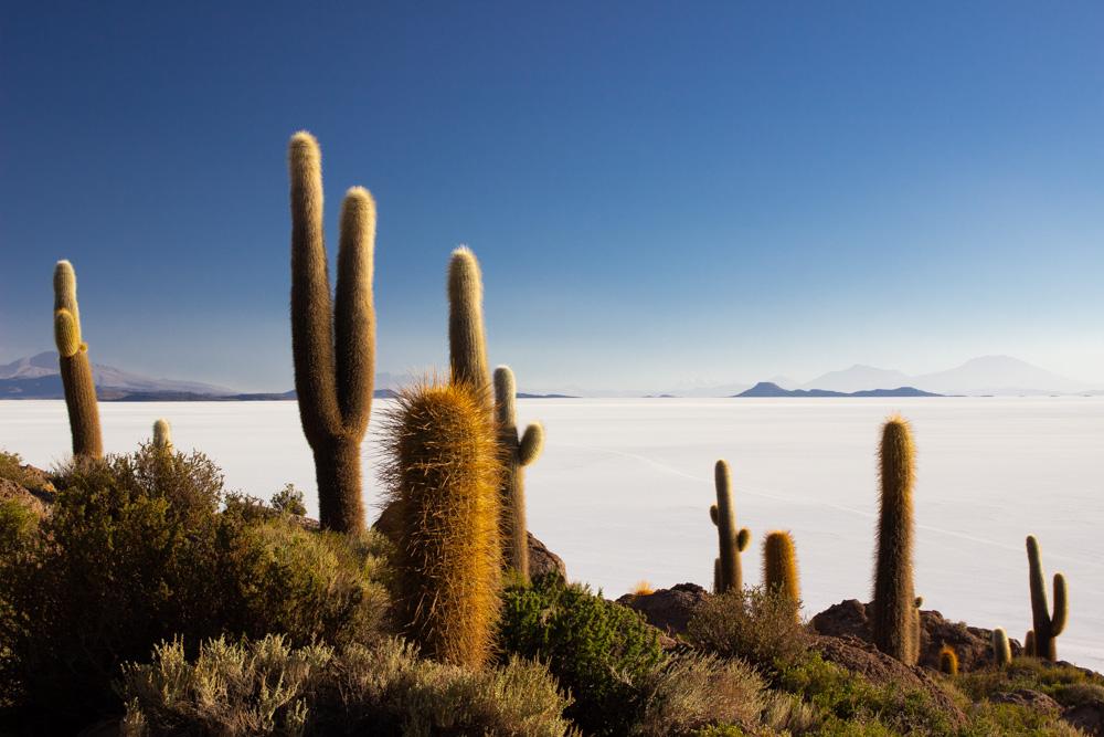 Солончак Уюни, Боливия. Остров Кактусов