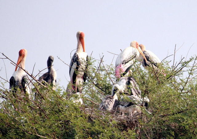 bharatpur-rajasthan