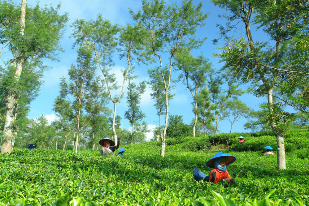 Фото: Чайные плантации Воносари