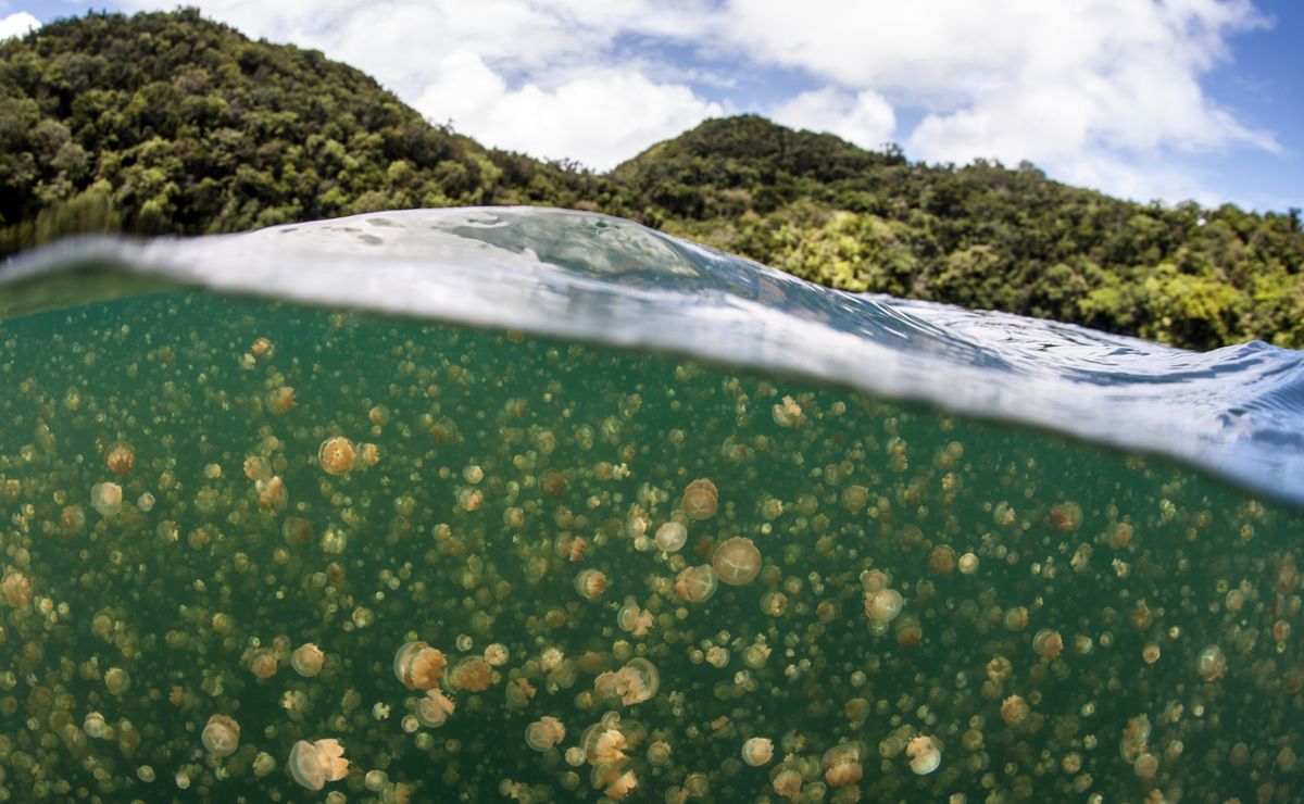 Миллионы золотых медуз в воде