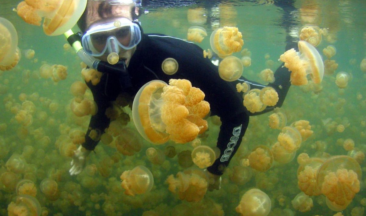 Золотая медуза Mastigias papua
