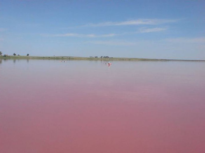 алтай розовое озеро где находится